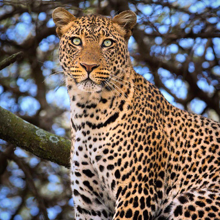 5 日 坦桑尼亚 Safari #1 推荐